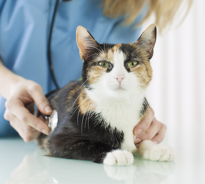 Veterinarian listening to cat's heart during a workup for Bexacat