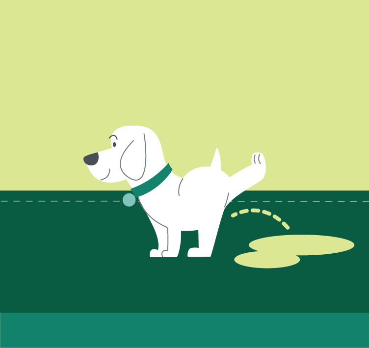 Dog urinating on floor at home can signal a behavior issue
