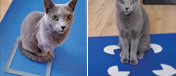 NB CatZ.png