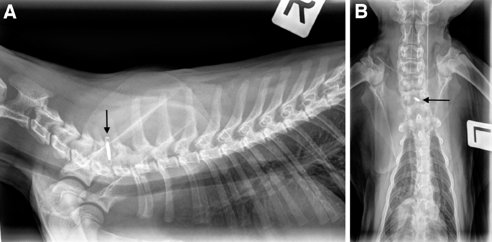 Microchip2.jpg