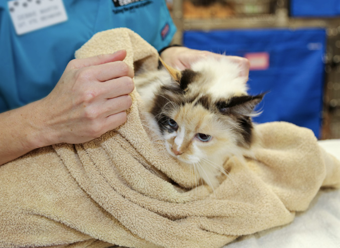 Cat wrapped in a towel