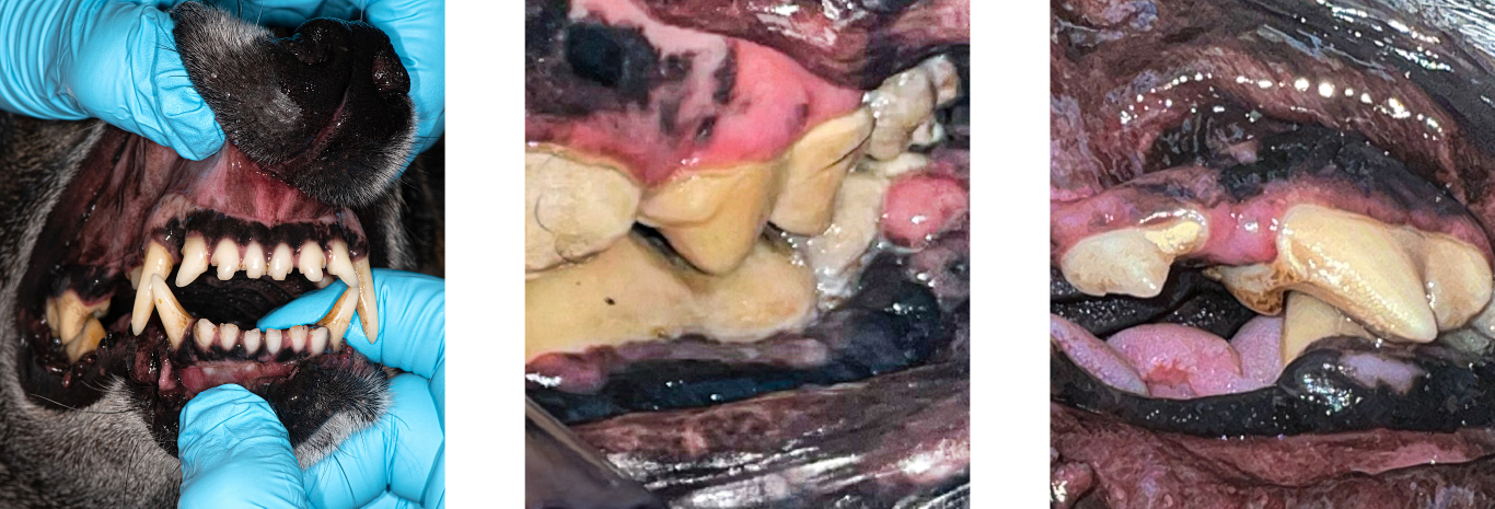 fig2-3b.jpg