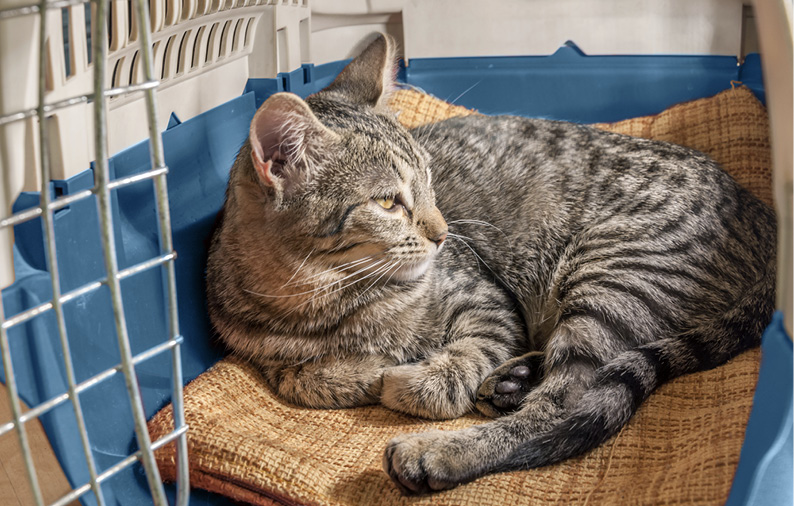 Cat lounging inside carrier