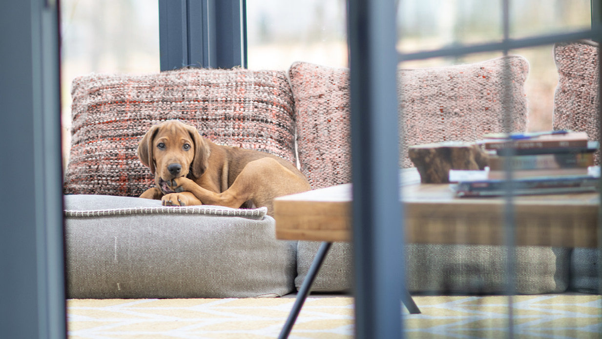 View from home surveillance camera showing dog