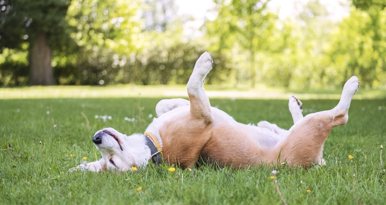 A beagle rubbing his back against the grass outside.