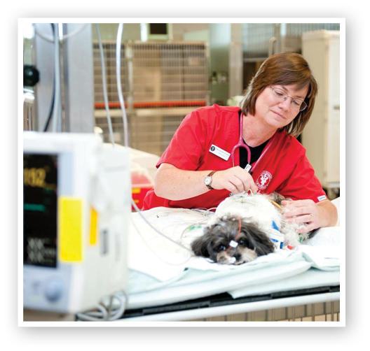 Teams@Work runner-up: Robin Lazaro, RVT, VTS (Emergency and Critical Care)