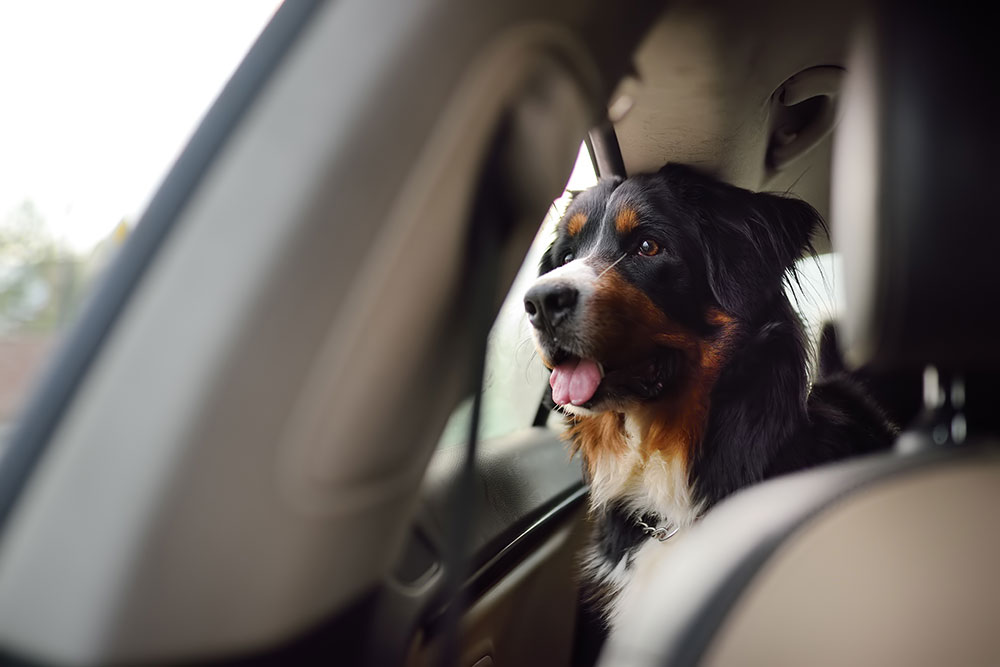 Dog looking out car window