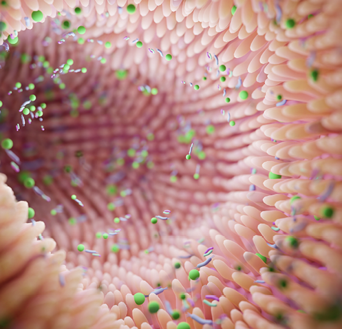 Microbiome inside of healthy intestines