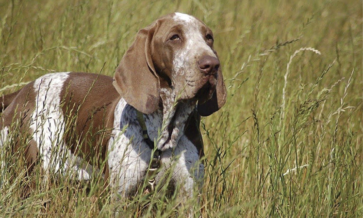 Bracco_Italiano_Valerie_Kessler.jpg