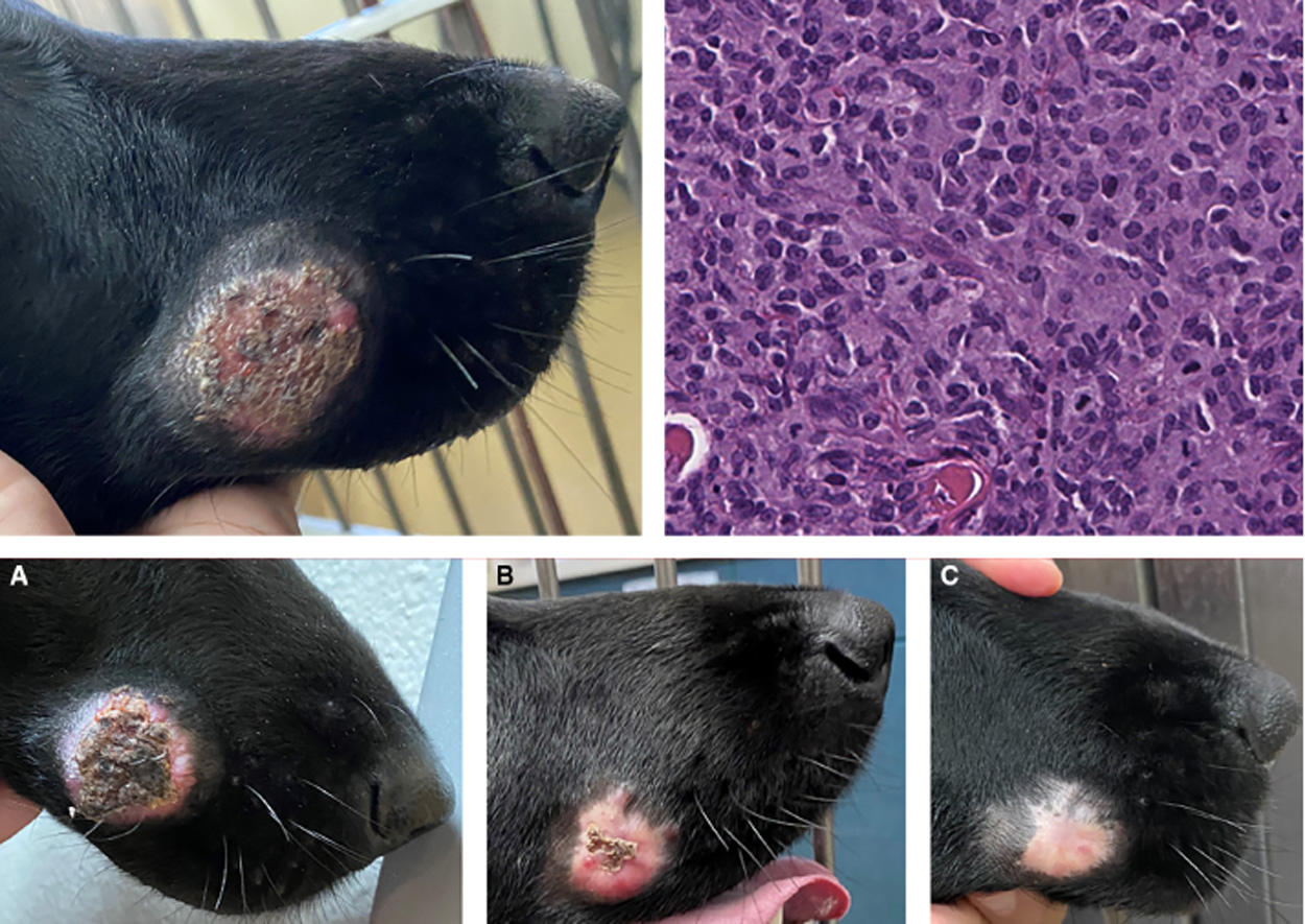 metastatic-cutaneous-langerhans.jpg