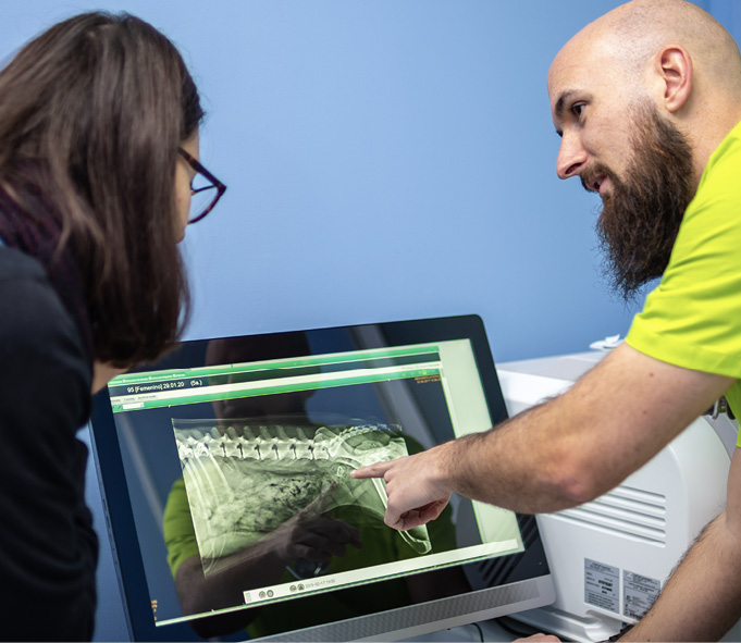 Doctor going over x-ray with client