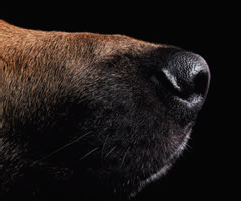 F1 Nose 3.png