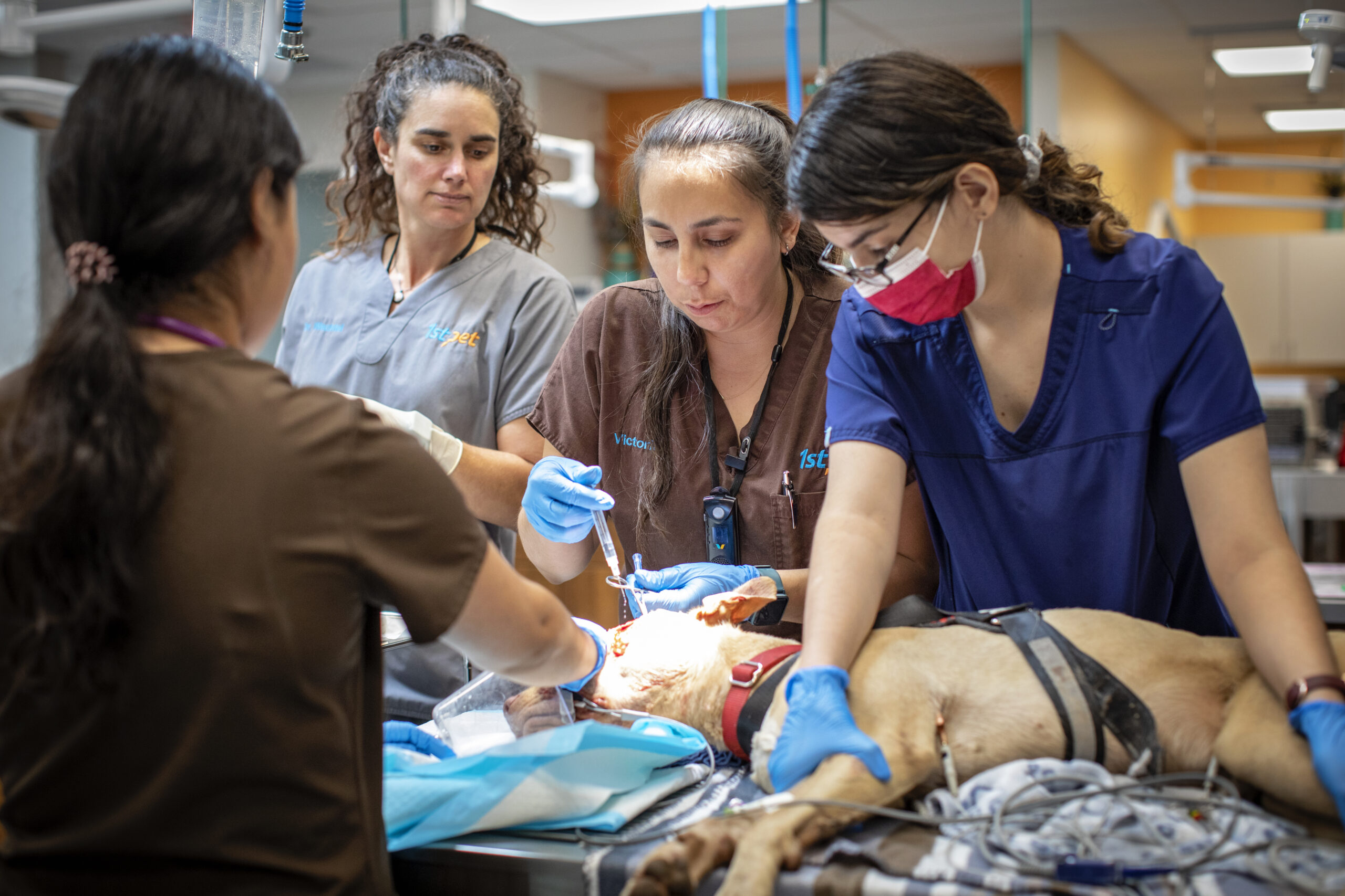 WINNER- 1st Pet Veterinary Centers.jpg