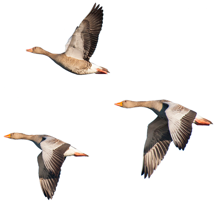 Greylag geese in flight
