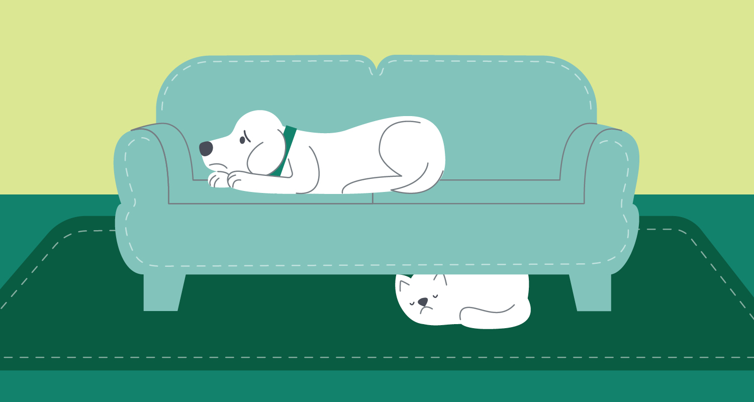 scared dog on sofa while cat sleeps beneath sofa