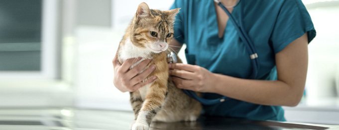 2023 AAHA Selected Endocrinopathies of Dogs and Cats Guidelines: A cat with hyperthyroidism