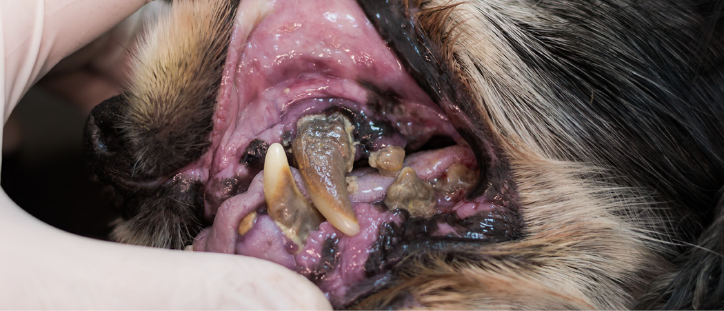 Senior pet with lots of tartar build-up in need of a dental