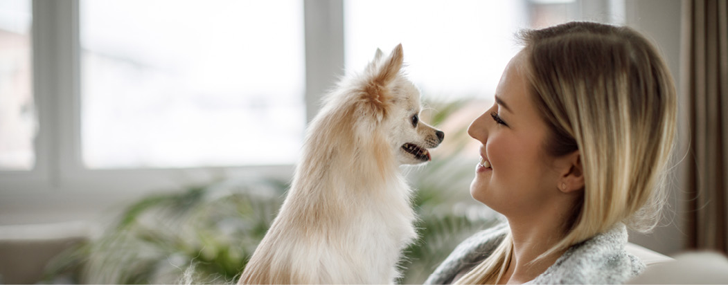 Small dog fixated on woman's face