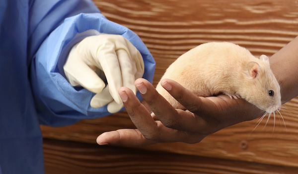 Student's hands holding a pet rat at a blendVET event