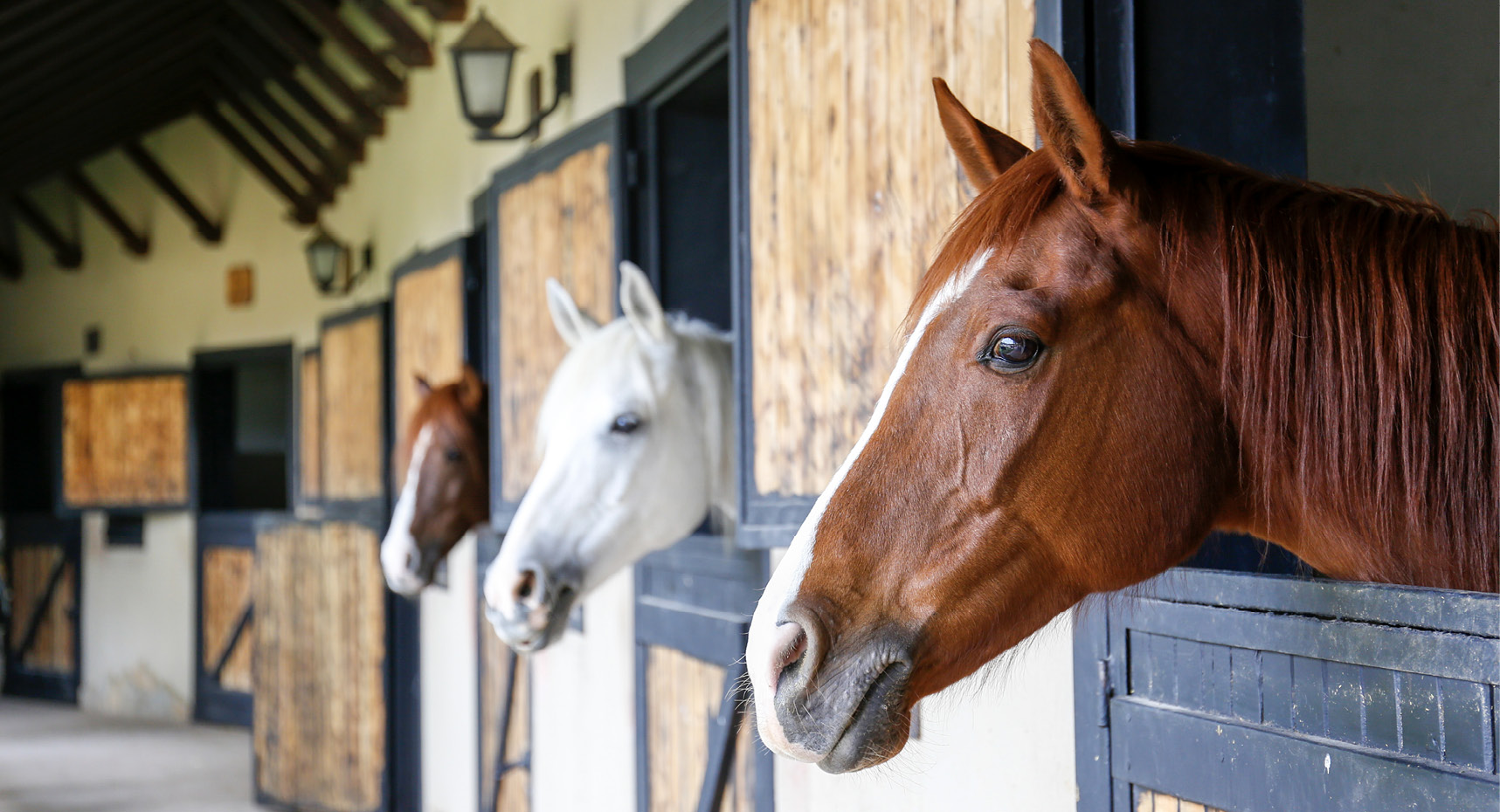 3 horses in a stable