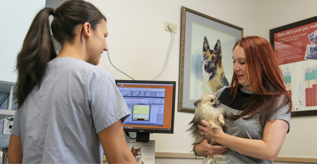 Veterinary assistant taking a patient history on a chihuahua, which is a vital step in pain management.