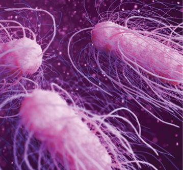 Salmonella bacteria