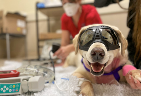 Notebook_Doggles.jpg