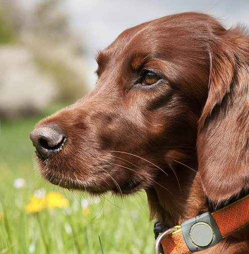An Irish Setter