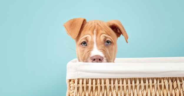 Singler-breed-bans-GettyImages-1439287688-Epi.jpg.png