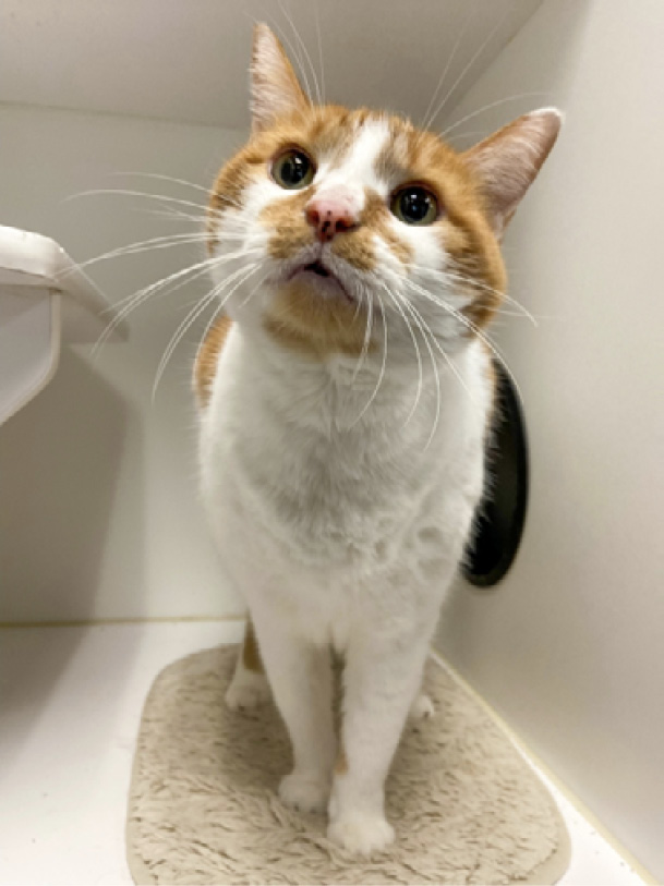Cat boarding at Lafayette Veterinary Care Center