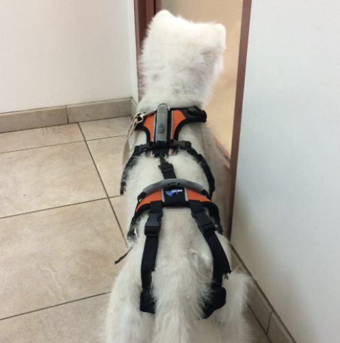 Serissa_in_help_em_up_harness.jpg
