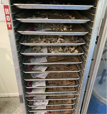 bones_drying_in_humidifer-Courtesy_of_Monarch_Pet_Memorial_Services.jpg