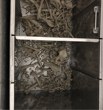 bones_after_process-Courtesy_of_Monarch_Pet_Memorial_Services.jpg