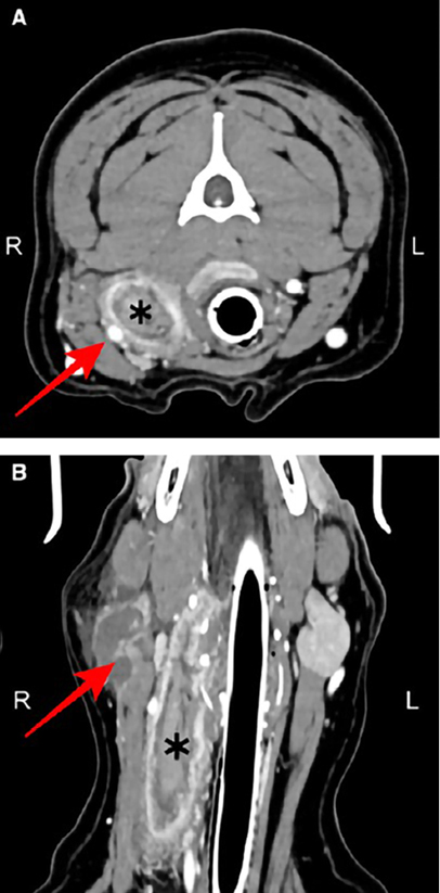 CT scan of dog's head
