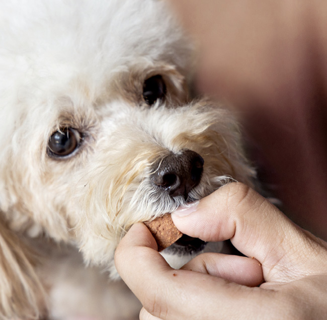 Small dog taking a heart worm pill