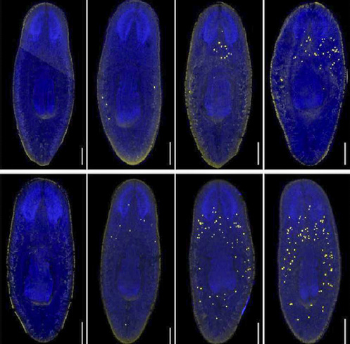 planaria_image.jpg