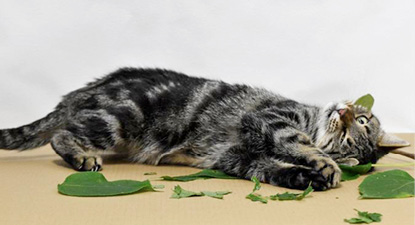 220614120024-01-catnip-study-exlarge-169.jpg