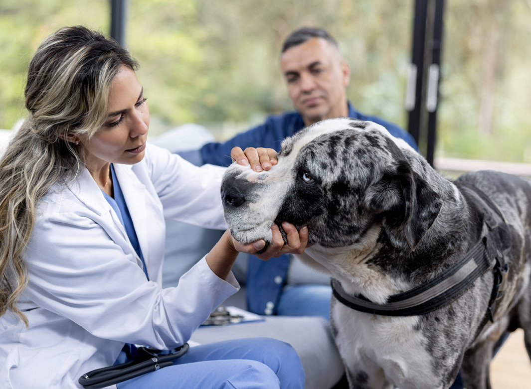 Veterinarian examining a Great Dane