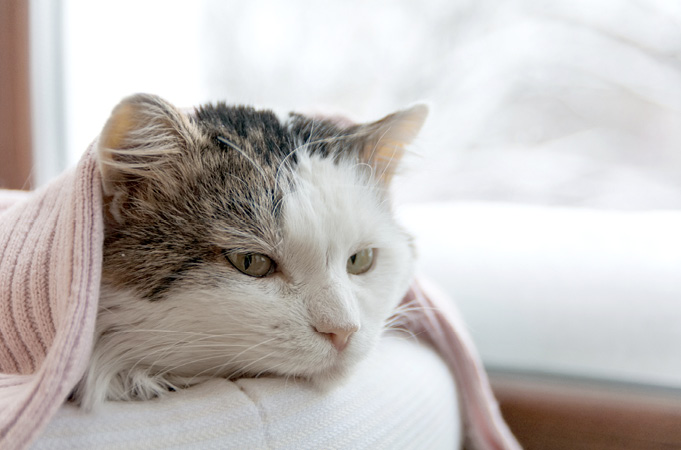 Cat in bed.jpg