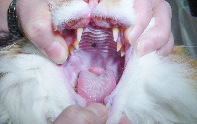 Skin Diseases in Cats: Allergic cat with large eosinophilic granuloma on the caudal aspect of the tongue