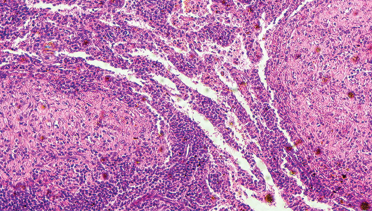 Microscopic view of dog’s tissue