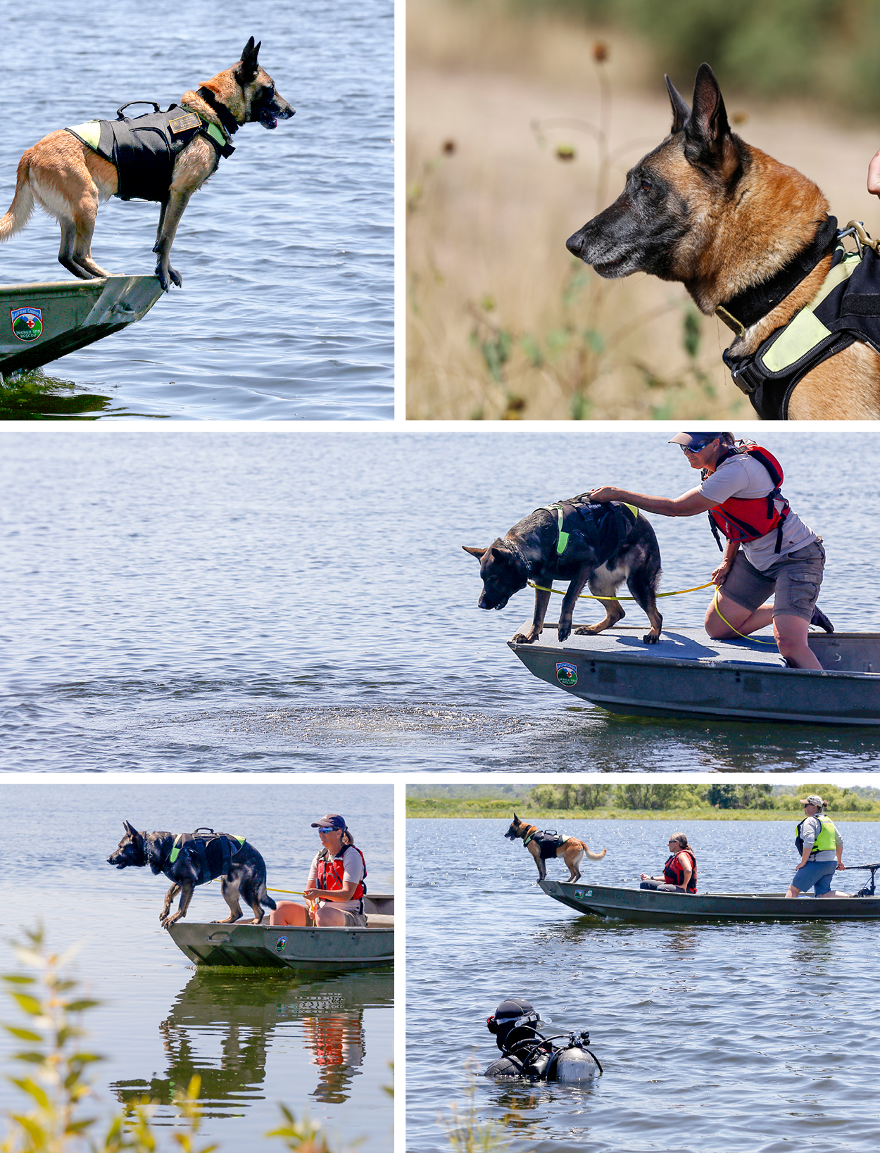 Search and rescue dogs practicing cadaver water search