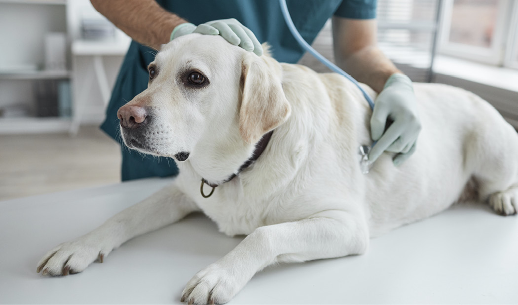 A technician listening to a senior dog's heart while receiving palliative and hospice care