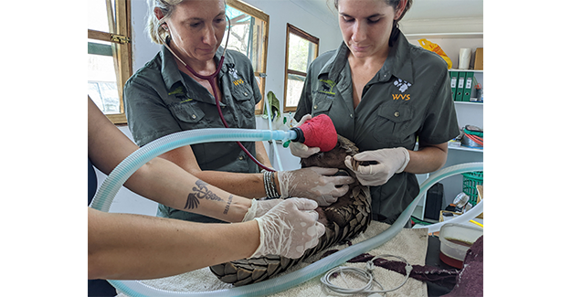 Sept23-Singler-pangolins4-Epi.png