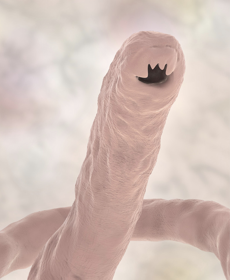 Hookworms_are_increasing,_becoming_resistant_to_available_treatments.__Antech_image.jpg