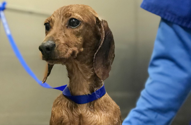 Dachshund getting a bath at Danville Family Vet