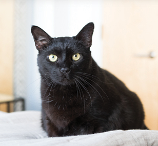 Giles the cat