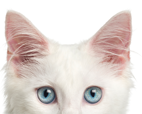 GettyImages-959896844.png