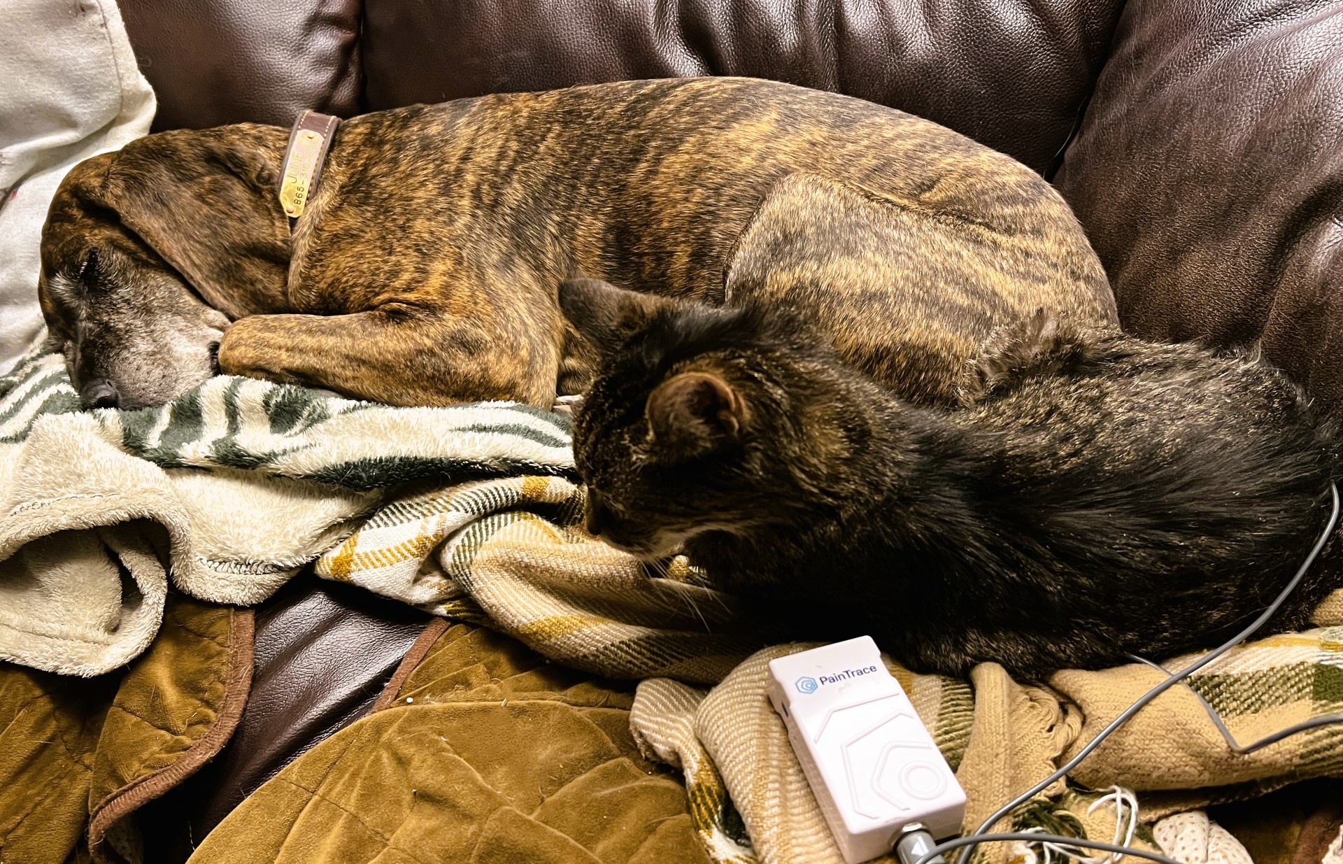 thumbnail_Cleo PT while resting.jpg