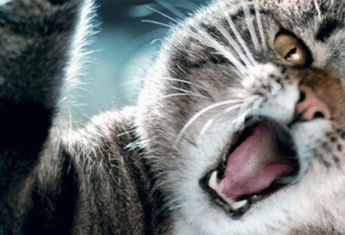 Cat hissing and scratching